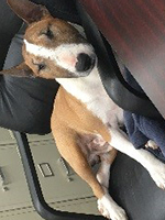Mini Bull Terrier in the office manager chair