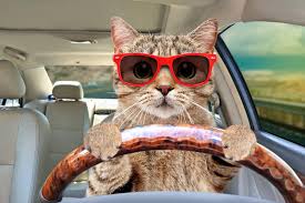 Cat in red sunglasses driving a car